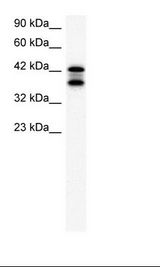 K562 Cell Lysate