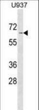 ASB2 Antibody western blot of U937 cell line lysates (35 ug/lane). The ASB2 antibody detected the ASB2 protein (arrow).