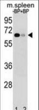 Western blot of ASB3 Antibody antibody pre-incubated without(lane 1) and with(lane 2) blocking peptide in mouse spleen tissue lysate. ASB3 Antibody (arrow) was detected using the purified antibody.