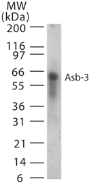 Western blot of Asb-3 in 15 ugs of human spleen cell lysate using antibody at 1:1000 dilution.