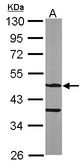Sample (50 ug of whole cell lysate). A: Mouse brain. 10% SDS PAGE. ASB4 antibody diluted at 1:1000.