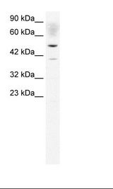K562 Cell Lysate