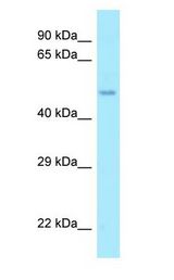 AAMP antibody Western Blot of MCF7.