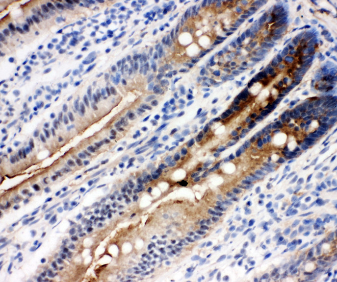 DDX4 / VASA antibody. IHC(F): Rat Intestine Tissue.