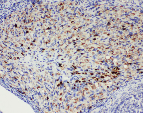 DDX4 / VASA antibody. IHC(P): Rat Ovary Tissue.