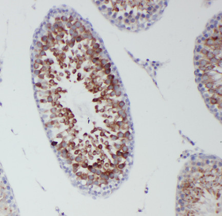 DDX4 / VASA antibody. IHC(P): Rat Testis Tissue.