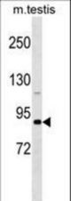 DDX4 Antibody western blot of mouse testis tissue lysates (35 ug/lane). The DDX4 antibody detected the DDX4 protein (arrow).