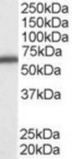 Antibody staining (0.5 ug/ml) of A431 cell lysate (RIPA buffer, 35 ug total protein per lane). Primary incubated for 1 hour. Detected by Western blot of chemiluminescence.