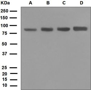 Western blot analysis on (A) HeLa, (B) 293T, (C) K562, and (D) Jurkat cell lysates using anti-DDX50 antibody.