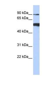DDX50 antibody LS-C110168 Western blot of 293T cell lysate.