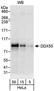 Detection of Human DDX50 by Western Blot. Samples: Whole cell lysate (5, 15 and 50 ug) from HeLa cells. Antibody: Affinity purified rabbit anti-DDX50 antibody used for WB at 0.04 ug/ml. Detection: Chemiluminescence with an exposure time 10 seconds.
