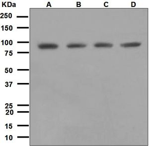 Western blot analysis on (A) HeLa, (B) 293T, (C) K562, and (D) Jurkat cell lysates using anti-DDX50 antibody.