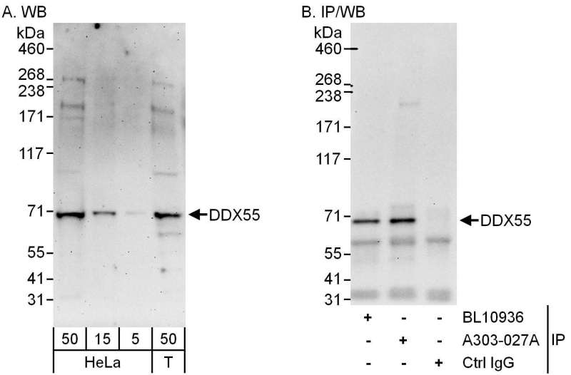 Detection of Human DDX55 by Western Blot and Immunoprecipitation. Samples: Whole cell lysate from HeLa (5, 15 and 50 ug for WB; 1 mg for IP, 20% of IP loaded) and 293T (T; 50 ug) cells. Antibodies: Affinity purified rabbit anti-DDX55 antibody used for WB at 0.1 ug/ml (A) and 0.4 ug/ml (B) and used for IP at 6 ug/mg lysate. DDX55 was also immunoprecipitated by rabbit anti-DDX55 antibody BL10936, which recognizes an upstream epitope. Detection: Chemiluminescence with exposure times of 3 minutes (A) and 30 seconds (B).