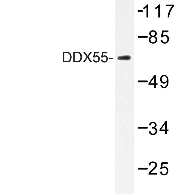 Western blot of DDX55 (Q133) pAb in extracts from HeLa cells.