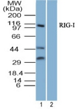 Western blot of RIG-I Antibody in 293 lysate in the 1) absence and 2) presence of immunizing peptide at 3 ug/ml. Goat anti-rabbit Ig HRP secondary antibody (