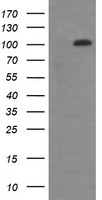 HEK293T cells were transfected with the pCMV6-ENTRY control (Left lane) or pCMV6-ENTRY DDX58 (Right lane) cDNA for 48 hrs and lysed. Equivalent amounts of cell lysates (5 ug per lane) were separated by SDS-PAGE and immunoblotted with anti-DDX58.