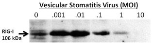 24-hour post infection immunoblots of whole cell lysates from primary murine microglia cells (2x106) untreated (0) or exposed to vesicular stomatitis virus at a range of viral particle/cell ratios. Data courtesy of Dr. Samantha Furr, University of North Carolina at Charlotte.