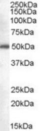 Antibody (0.3 ug/ml) staining of Jurkat cell lysate (35 ug protein in RIPA buffer). Primary incubation was 1 hour. Detected by chemiluminescence.