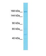 Western blot of DDX60L Antibody - N-terminal region with human PANC1 cells lysate.