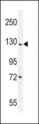 DDX60L Antibody western blot of NCI-H292 cell line lysates (35 ug/lane). The DDX60L antibody detected the DDX60L protein (arrow).