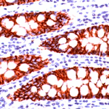 Small intestine stained with Anti-Claudin 3 antibody