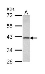 Sample (30 ug of whole cell lysate). A: Raji. 10% SDS PAGE. DEDD antibody diluted at 1:1000.