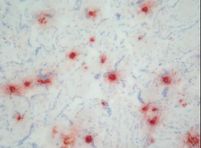 IHC of DEF / Defensin antibody LS-C96234. Frozen section of human umbilical cord.