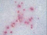 IHC of DEF / Defensin antibody LS-C96234. Frozen section of human umbilical cord.