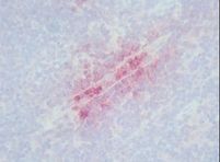 IHC of DEF / Defensin antibody LS-C96234. Formalin-fixed, paraffin-embedded human tonsil.