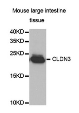 Western blot analysis of extracts of Mouse large intestine tissue cell line, using CLDN3 antibody.