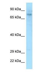 DEF6 antibody Western Blot of U937.