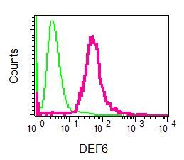 Flow cytometry of permeabilized Jurkat cells using anti-DEF6 antibody (red)or a rabbit IgG (negative) (green).