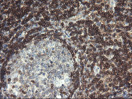 IHC of paraffin-embedded Human tonsil using anti-DEF6 mouse monoclonal antibody.