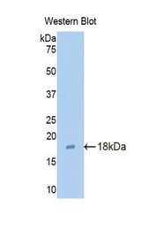 Western blot of recombinant CLDN3 / Claudin 3.