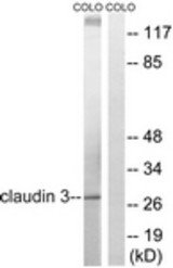 Western blot of extracts from COLO205 cells, treated with EGF 200ng/ml 30', using Claudin 3 Antibody. The lane on the right was incubated with synthetic peptide.