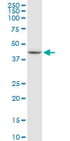 CLDN3 monoclonal antibody (M09), clone 2F2. Western Blot analysis of CLDN3 expression in MCF-7.