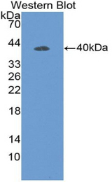 Western blot of recombinant DEFB119.