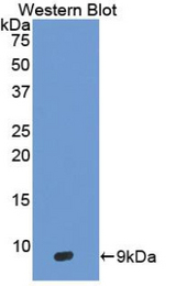 Western blot of recombinant DEFB103A.