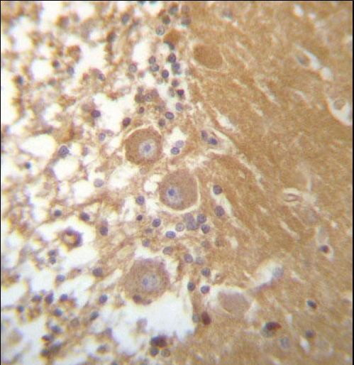 DEGS1 Antibody immunohistochemistry of formalin-fixed and paraffin-embedded human cerebellum tissue followed by peroxidase-conjugated secondary antibody and DAB staining.