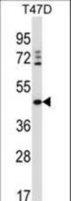 DEGS1 Antibody western blot of T47D cell line lysates (35 ug/lane). The DEGS1 antibody detected the DEGS1 protein (arrow).