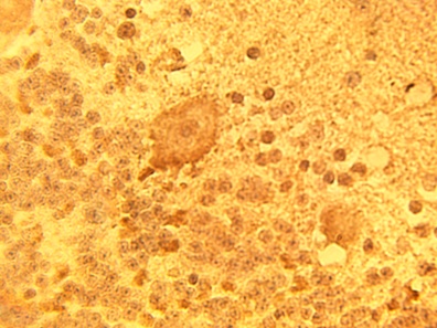 IHC of normal human brain tissue using DEGS1 antibody (LS-C140626) at 15 ug/ml.
