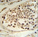 DEK Antibody IHC of formalin-fixed and paraffin-embedded human testis tissue followed by peroxidase-conjugated secondary antibody and DAB staining.