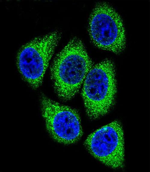 Confocal immunofluorescent of DEK Antibody with HeLa cell followed by Alexa Fluor 488-conjugated goat anti-rabbit lgG (green). DAPI was used to stain the cell nuclear (blue).