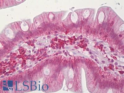 Anti-CLDN3 / Claudin 3 antibody IHC of human small intestine. Immunohistochemistry of formalin-fixed, paraffin-embedded tissue after heat-induced antigen retrieval. Antibody LS-B7017 concentration 10 ug/ml.