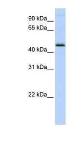 DEK antibody LS-C102846 Western blot of MCF7 cell lysate.