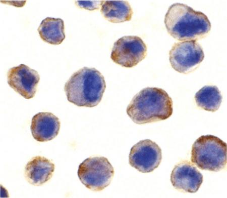 Immunocytochemistry of MADD in human spleen tissue with MADD antibody at 10 ug/ml.