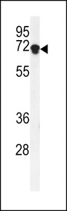 Western blot of DEN1A Antibody in K562 cell line lysates (35 ug/lane). DEN1A (arrow) was detected using the purified antibody.