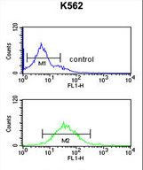 DEN1A Antibody flow cytometry of K562 cells (bottom histogram) compared to a negative control cell (top histogram). FITC-conjugated goat-anti-rabbit secondary antibodies were used for the analysis.