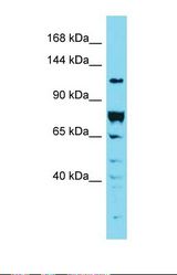 Western blot of 293T. DENND2A antibody dilution 1.0 ug/ml.