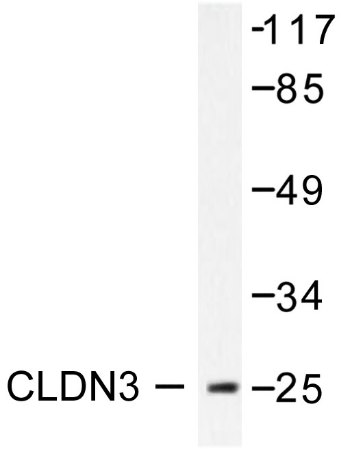 Western blot of Claudin 3 (T204) pAb in extracts from HUVEC.